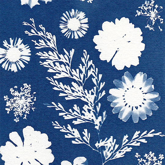 cyanotype Example